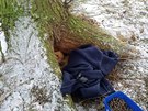 Pes skoro umrzl. Ukrval se v dutin stromu u rybnka  u obce Kosov na...