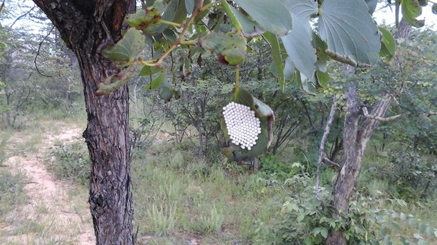 Nakladená parazitická vajíčka vypadají na stromě mopaně trochu kosmicky.