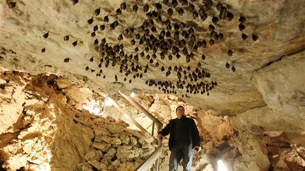 V jeskyni Na Turoldu v Mikulov zimuje nkolik druh netopr, mezi nimi pedevm kriticky ohroen vrpenci mal.
