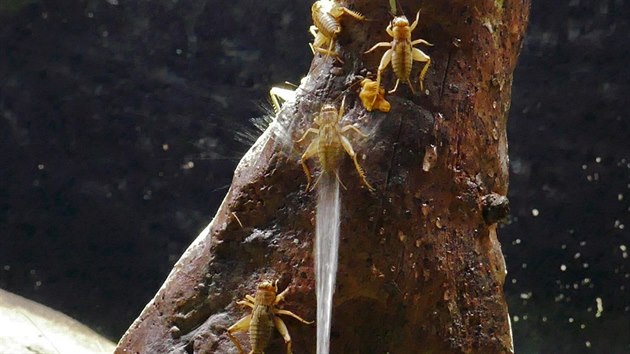 Stříkoun, kterým se pochlubila brněnská zoo, loví kořist unikátním způsobem. Hmyz sestřelí proudem vody a poté jej sebere z hladiny.