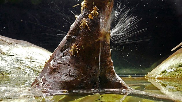 Stříkoun, kterým se pochlubila brněnská zoo, loví kořist unikátním způsobem. Hmyz sestřelí proudem vody a poté jej sebere z hladiny.