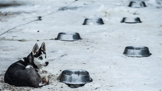 Pes v zázemí extrémního závodu Šediváčkův long v Orlických horách.