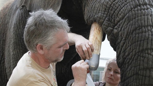 estaticetilet samici slona africkho ve dvorsk ZOO se na obou klech udlaly hlubok praskliny. Oetovatel j je museli zkrtit.