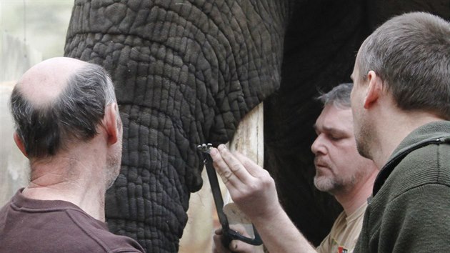 estaticetilet samici slona africkho ve dvorsk ZOO se na obou klech udlaly hlubok praskliny. Oetovatel j je museli zkrtit.