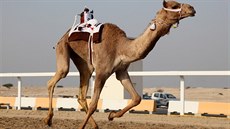 Festival krále Abdalazíze je v Saúdské Arábii velmi prestiní. Ilustraní...