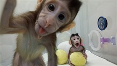 íntí vdci jako první na svt naklonovali primáty (24.1.2018)