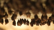 V jeskyni Na Turoldu v Mikulov zimuje nkolik druh netopýr, mezi nimi...