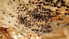 V jeskyni Na Turoldu v Mikulov zimuje nkolik druh netopýr, mezi nimi...