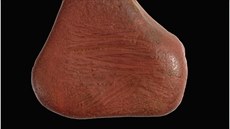 �ervený okrový oblázek �FSH09 2870"