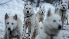 Psi v zázemí extrémního závodu Šediváčkův long v Orlických horách.