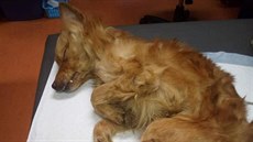 Na Tachovsku tém umrznul pes. Veteriná mu nemohl namit ani teplotu.