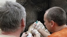 estaticetileté samici slona afrického ve dvorské ZOO se na obou klech udlaly...