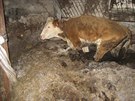 Zubožená zvířata, která veterináři našli u chovatele ve Rtyni v Podkrkonoší na...