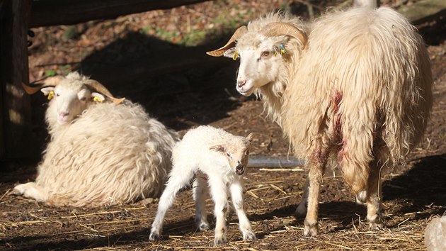 Ve vbhu ovc valaskch v jihlavsk zoologick zahrad je posledn tden opravdu runo. Od minul stedy zde pilo na svt hned est jehat. Prv v tchto dnech mlata zkou dlat sv prvn krky.