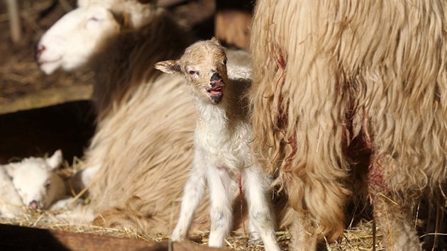 Ve vbhu ovc valaskch v jihlavsk zoologick zahrad je posledn tden opravdu runo. Od minul stedy zde pilo na svt hned est jehat. Prv v tchto dnech mlata zkou dlat sv prvn krky.