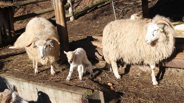 Ve vbhu ovc valaskch v jihlavsk zoologick zahrad je posledn tden opravdu runo. Od minul stedy zde pilo na svt hned est jehat. Prv v tchto dnech mlata zkou dlat sv prvn krky.