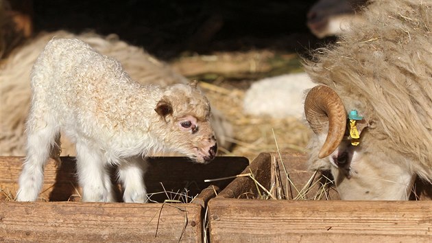 Ve vbhu ovc valaskch v jihlavsk zoologick zahrad je posledn tden opravdu runo. Od minul stedy zde pilo na svt hned est jehat. Prv v tchto dnech mlata zkou dlat sv prvn krky.