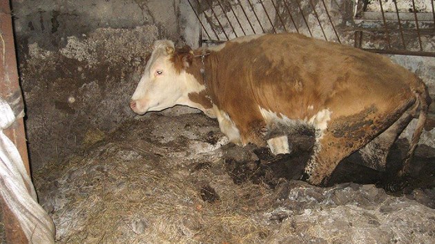 Zubožená zvířata, která veterináři našli u chovatele ve Rtyni v Podkrkonoší na Trutnovsku.