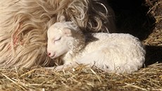 Ve výbhu ovcí valaských v jihlavské zoologické zahrad je poslední týden...