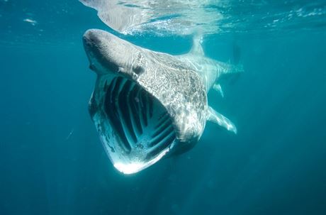 ralok veliký (Cetorhinus maximus)