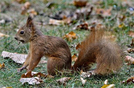 Takto shnliv jsou veverky na podzim, aby si zajistily dostatek zsob na zimu...