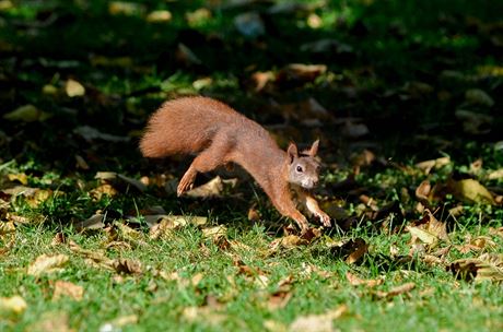 Nejen na podzim maj veverky honiku (jnov foto z prask Stromovky).