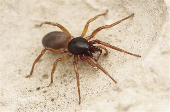 V eské republice byl objeven nový druh pavouka. Nese název  estioka...