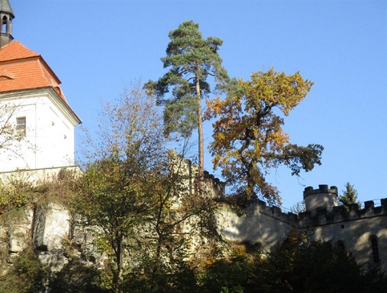 Borovice ničí skalní blok, na němž stojí hrad Valdštejn.