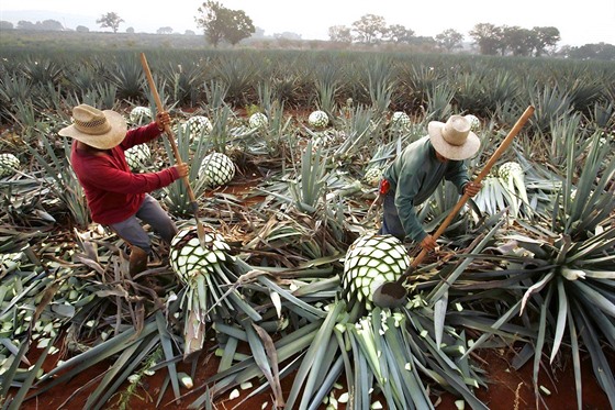 Mexický národní nápoj tequila se vyrábí z modré agáve.