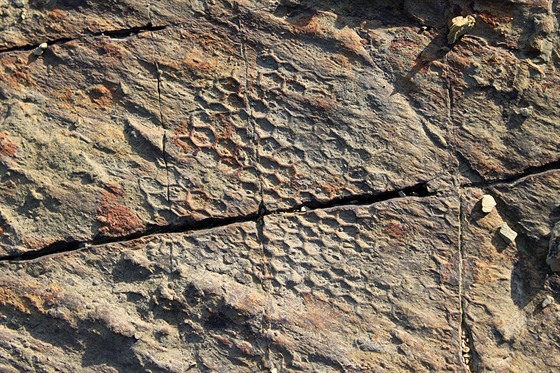 Paleodictyon je pomrn hojná ichnofosilie, pedstavující zejm zkamenlý...