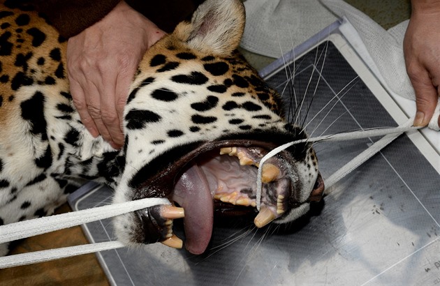 Snímek ze zásahu specialisty na rentgenování velkých zvíat u jaguáí samice...