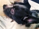 Pt týraných ps z mnoírny na Vysoin nalo útoit v Ostrovském Macíku.
