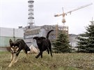 V okolí areálu jaderné elektrárny ernobyl a msta Pripja stále ijí stovky...