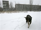 V okolí areálu jaderné elektrárny ernobyl a msta Pripja stále ijí stovky...