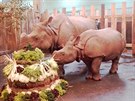 Plzesk nosoroec Rena oslavila prvn narozeniny