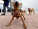 Trpasličí pinč jen tak před něčím neustoupí. (foto z Mezinárodní výstavy psů...