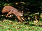 Nejen na podzim mají veverky honičku (říjnové foto z pražské Stromovky).
