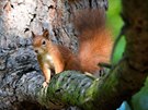 I veverky si umí užít krásného počasí (říjnové foto z pražské Stromovky). V...