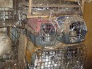 Více než dvě stovky psů žily v domě v Kamenici nad Lipou v naprosto otřesných...