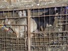 Více než dvě stovky psů žily v domě v Kamenici nad Lipou v naprosto otřesných...