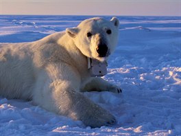 JAK LOVÍ MEDVDI. Samice ledního medvda leí na moském ledu. Kolem krku má...