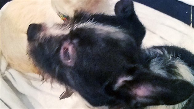 Pět týraných psů z množírny na Vysočině našlo útočiště v Ostrovském Macíku.
