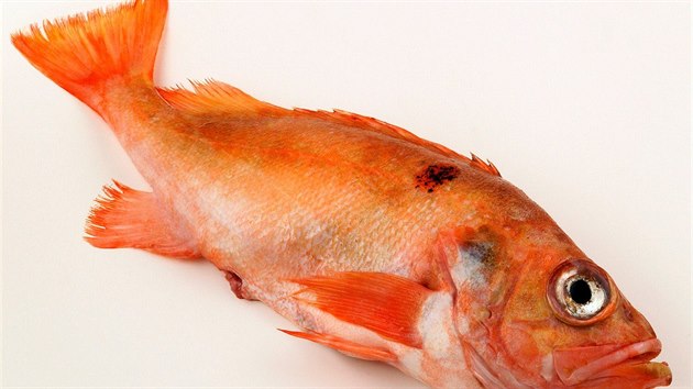 Třetí příčka patří okouníkovi, rybě, která obývá hlubiny Atlantiku. Je bohatá na bílkoviny a zároveň má málo nasycených tuků.