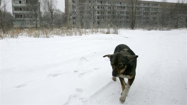 V okolí areálu jaderné elektrárny Černobyl a města Pripjať stále žijí stovky potulných psů. Někteří z nich jsou potomky zvířat, které zde museli v roce 1986 po nehodě v elektrárně nechat jejich majitelé.