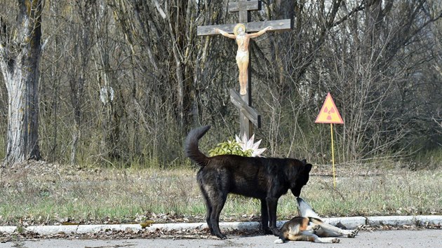 V okolí areálu jaderné elektrárny Černobyl a města Pripjať stále žijí stovky potulných psů. Někteří z nich jsou potomky zvířat, které zde museli v roce 1986 po nehodě v elektrárně nechat jejich majitelé.