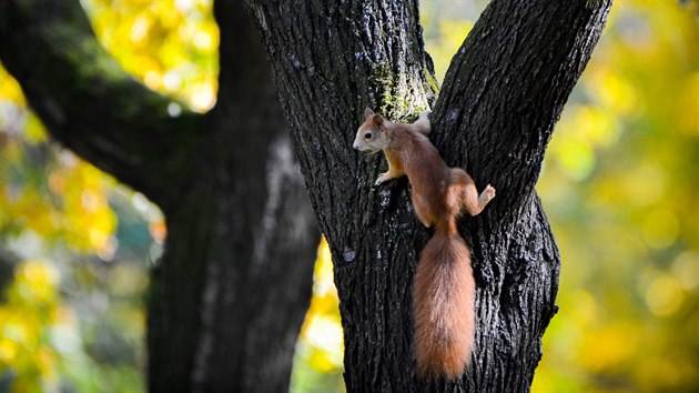 Nejen na podzim maj veverky honiku (jnov foto z prask Stromovky).