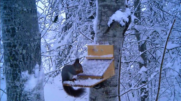 Veverky krmítko ocení zvláště když nasněží.