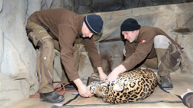 Snímek ze zásahu specialisty na rentgenování velkých zvířat u jaguáří samice Inti v olomoucké zoo na Svatém Kopečku. Odborníci ji chtějí pomoci od bolesti zubů. (únor 2018) 