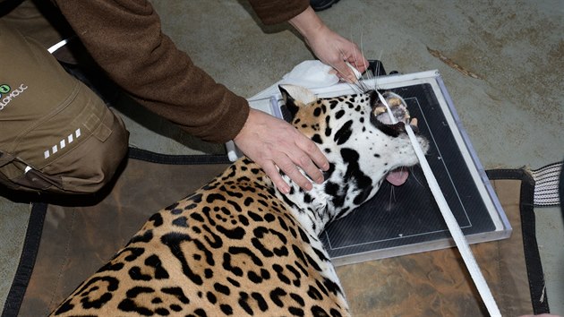 Snmek ze zsahu specialisty na rentgenovn velkch zvat u jagu samice Inti v olomouck zoo na Svatm Kopeku. Odbornci ji chtj pomoci od bolesti zub. (nor 2018) 