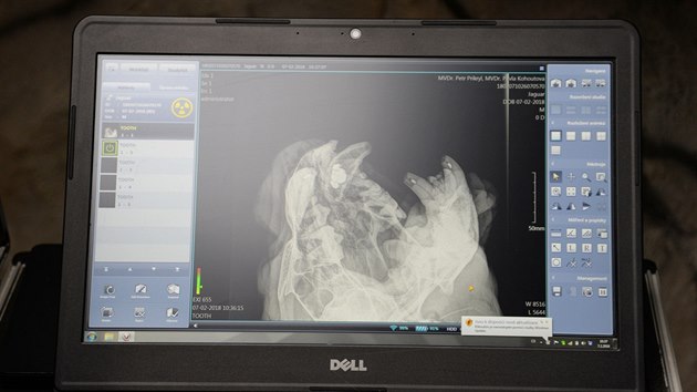 Snímek ze zásahu specialisty na rentgenování velkých zvířat u jaguáří samice Inti v olomoucké zoo na Svatém Kopečku. Odborníci ji chtějí pomoci od bolesti zubů. (únor 2018) 